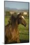 Peruvian Paso Stallion-DLILLC-Mounted Photographic Print