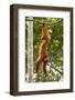 Peruvian Red Uakari Monkey (Cacajao Calvus Ucayalii) Hanging By Feet-Mark Bowler-Framed Photographic Print