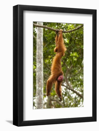 Peruvian Red Uakari Monkey (Cacajao Calvus Ucayalii) Hanging By Feet-Mark Bowler-Framed Photographic Print