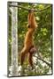 Peruvian Red Uakari Monkey (Cacajao Calvus Ucayalii) Hanging By Feet-Mark Bowler-Mounted Photographic Print