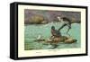 Peruvian Torrent Duck-Allan Brooks-Framed Stretched Canvas