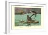 Peruvian Torrent Duck-Allan Brooks-Framed Art Print