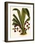 Pescatoria Klabochorum-John Nugent Fitch-Framed Giclee Print