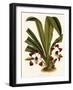 Pescatoria Klabochorum-John Nugent Fitch-Framed Giclee Print