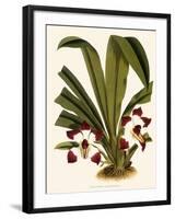 Pescatoria Klabochorum-John Nugent Fitch-Framed Giclee Print