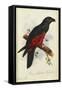 Pesquet's Dasyptilus (Dasyptilus Pesquetii)-Edward Lear-Framed Stretched Canvas