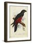 Pesquet's Dasyptilus (Dasyptilus Pesquetii)-Edward Lear-Framed Giclee Print