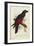 Pesquet's Dasyptilus (Dasyptilus Pesquetii)-Edward Lear-Framed Giclee Print