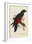 Pesquet's Dasyptilus (Dasyptilus Pesquetii)-Edward Lear-Framed Giclee Print