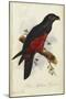 Pesquet's Dasyptilus (Dasyptilus Pesquetii)-Edward Lear-Mounted Giclee Print