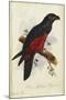 Pesquet's Dasyptilus (Dasyptilus Pesquetii)-Edward Lear-Mounted Giclee Print