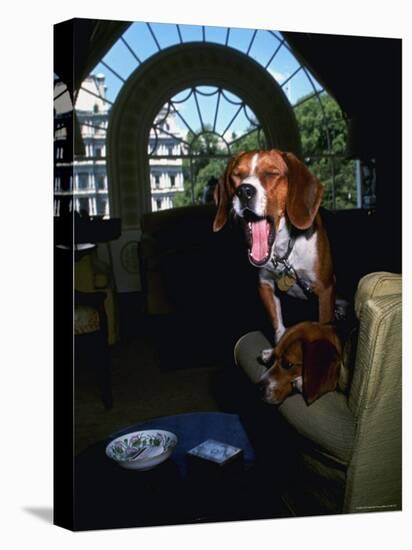 Pet Beagles of President Lyndon B. Johnson, Sitting Together in White House Sitting Room-Francis Miller-Stretched Canvas