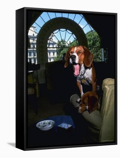 Pet Beagles of President Lyndon B. Johnson, Sitting Together in White House Sitting Room-Francis Miller-Framed Stretched Canvas