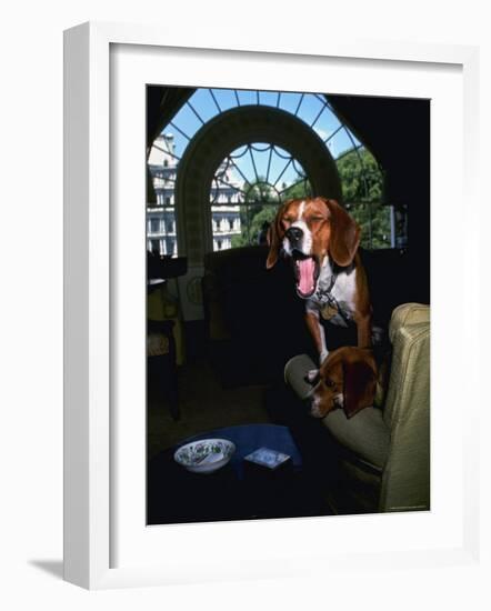 Pet Beagles of President Lyndon B. Johnson, Sitting Together in White House Sitting Room-Francis Miller-Framed Photographic Print