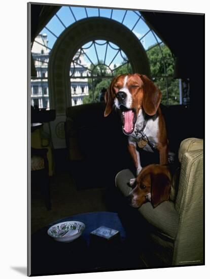 Pet Beagles of President Lyndon B. Johnson, Sitting Together in White House Sitting Room-Francis Miller-Mounted Photographic Print