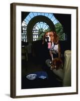 Pet Beagles of President Lyndon B. Johnson, Sitting Together in White House Sitting Room-Francis Miller-Framed Photographic Print