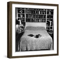 Pet Cat Sitting on Bed of Author Dorothy Parker-null-Framed Photographic Print