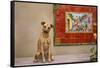 Pet Dog, Baja, Mexico-null-Framed Stretched Canvas