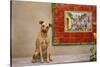 Pet Dog, Baja, Mexico-null-Stretched Canvas