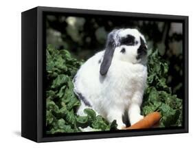 Pet Domestic Holland Lop Eared Rabbit with Carrot-Lynn M. Stone-Framed Stretched Canvas