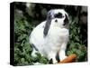 Pet Domestic Holland Lop Eared Rabbit with Carrot-Lynn M. Stone-Stretched Canvas