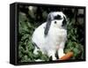 Pet Domestic Holland Lop Eared Rabbit with Carrot-Lynn M. Stone-Framed Stretched Canvas