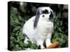 Pet Domestic Holland Lop Eared Rabbit with Carrot-Lynn M. Stone-Stretched Canvas