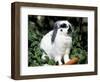 Pet Domestic Holland Lop Eared Rabbit with Carrot-Lynn M. Stone-Framed Premium Photographic Print