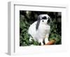 Pet Domestic Holland Lop Eared Rabbit with Carrot-Lynn M. Stone-Framed Premium Photographic Print