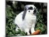 Pet Domestic Holland Lop Eared Rabbit with Carrot-Lynn M. Stone-Mounted Premium Photographic Print