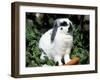 Pet Domestic Holland Lop Eared Rabbit with Carrot-Lynn M. Stone-Framed Photographic Print