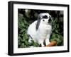 Pet Domestic Holland Lop Eared Rabbit with Carrot-Lynn M. Stone-Framed Photographic Print