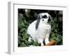 Pet Domestic Holland Lop Eared Rabbit with Carrot-Lynn M. Stone-Framed Photographic Print