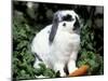 Pet Domestic Holland Lop Eared Rabbit with Carrot-Lynn M. Stone-Mounted Photographic Print