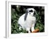 Pet Domestic Holland Lop Eared Rabbit with Carrot-Lynn M. Stone-Framed Photographic Print