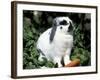 Pet Domestic Holland Lop Eared Rabbit with Carrot-Lynn M. Stone-Framed Photographic Print