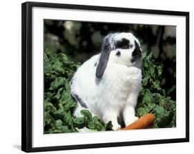 Pet Domestic Holland Lop Eared Rabbit with Carrot-Lynn M. Stone-Framed Photographic Print