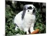 Pet Domestic Holland Lop Eared Rabbit with Carrot-Lynn M. Stone-Mounted Photographic Print