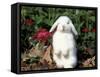 Pet Domestic Holland Lop Eared Rabbit-Lynn M. Stone-Framed Stretched Canvas