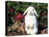 Pet Domestic Holland Lop Eared Rabbit-Lynn M. Stone-Stretched Canvas