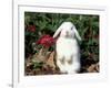 Pet Domestic Holland Lop Eared Rabbit-Lynn M. Stone-Framed Photographic Print