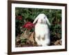 Pet Domestic Holland Lop Eared Rabbit-Lynn M. Stone-Framed Photographic Print