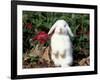 Pet Domestic Holland Lop Eared Rabbit-Lynn M. Stone-Framed Photographic Print