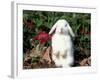 Pet Domestic Holland Lop Eared Rabbit-Lynn M. Stone-Framed Photographic Print