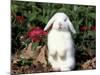 Pet Domestic Holland Lop Eared Rabbit-Lynn M. Stone-Mounted Photographic Print