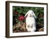 Pet Domestic Holland Lop Eared Rabbit-Lynn M. Stone-Framed Photographic Print