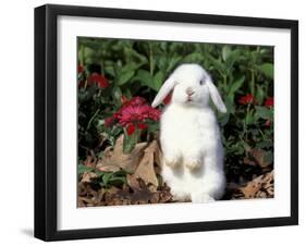 Pet Domestic Holland Lop Eared Rabbit-Lynn M. Stone-Framed Photographic Print