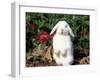 Pet Domestic Holland Lop Eared Rabbit-Lynn M. Stone-Framed Photographic Print