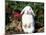 Pet Domestic Holland Lop Eared Rabbit-Lynn M. Stone-Mounted Photographic Print