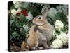 Pet Domestic Mini Rex Rabbit Amongst Hydrangea Flowers-Lynn M. Stone-Stretched Canvas